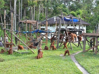Bonrneo orangutan project