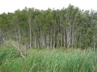 Byron wetland