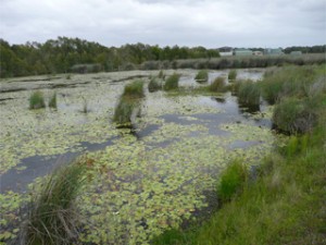 One of our constructed wetlands treating water