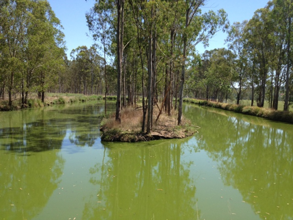 Jubullum Oxidation pond - sewage management system