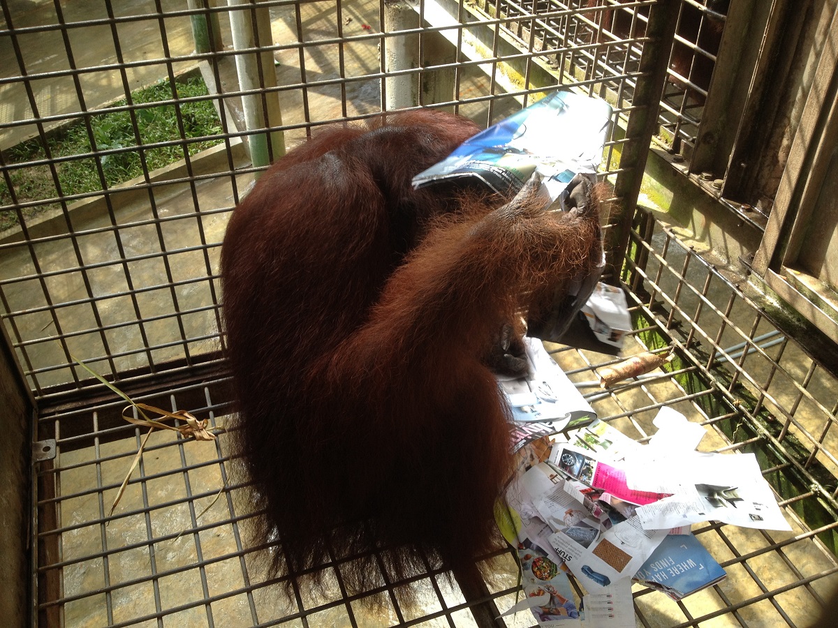 Orangutans need enrichment 