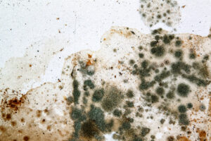How to identify and treat mould